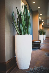Image of a pot plant with a sneak plant 