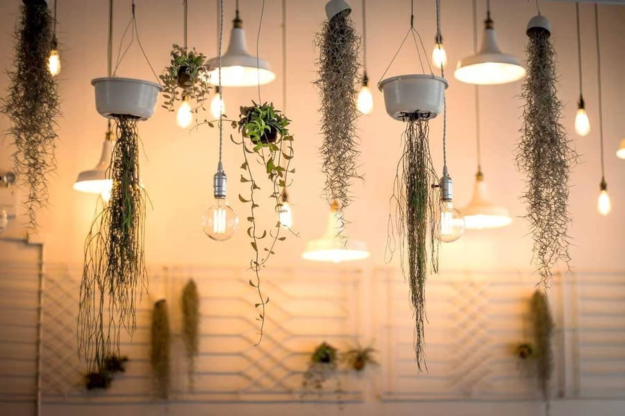 Artificial plants hanging from a ceiling with lights 