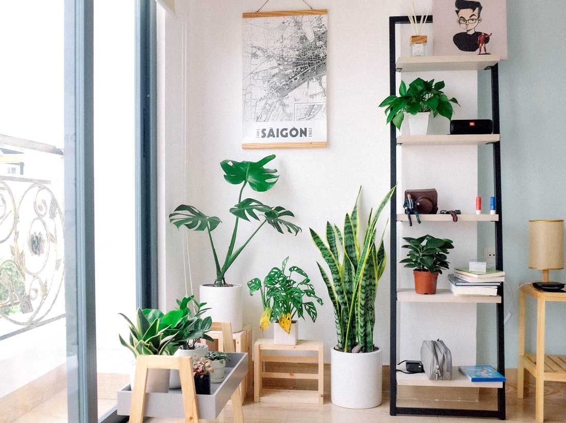 A shelf surrounded with indoor plants 