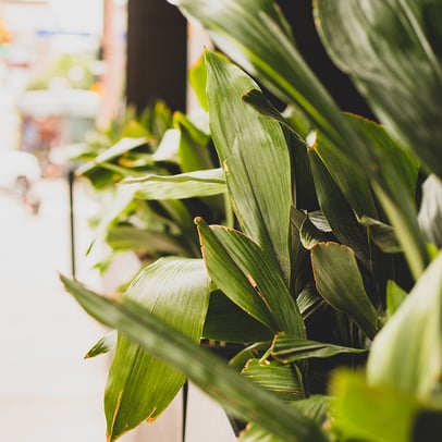 Indoor plants at AC Hotel