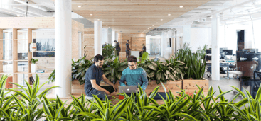 Office plants in the workplace