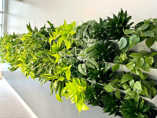 Green wall systems