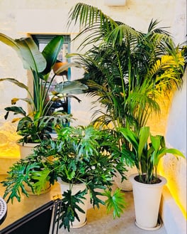 benefits of hotel lobby plants clearer thinking