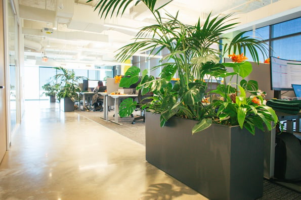 Causes of Pests in Office Plants and How to Prevent Them