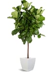 Fiddle Leaf Fig