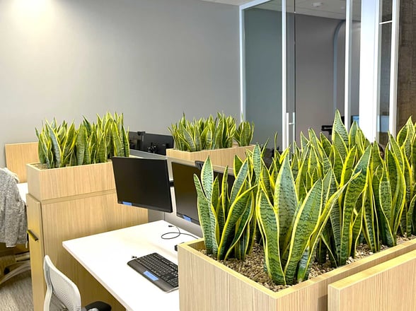 Top Interior Plant Design Companies Houston, TX [2025]