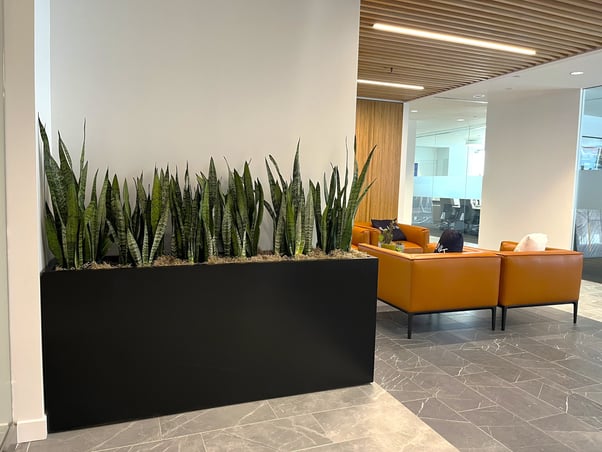 office planst in the waiting area with a orange couch