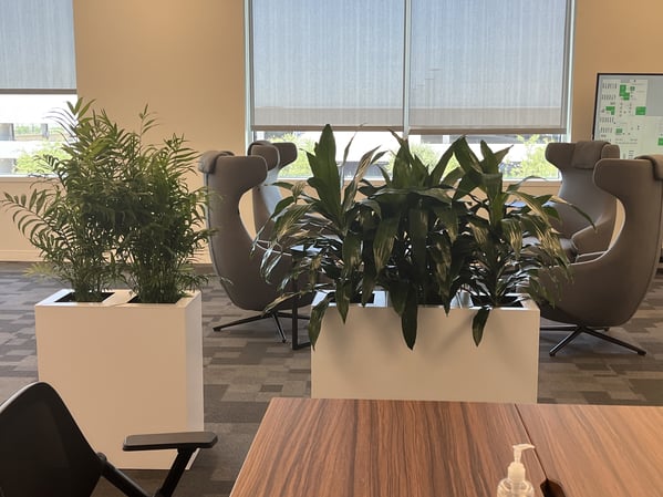 plants dividing office space up to create privacy