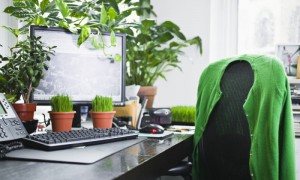 live office plants at desk