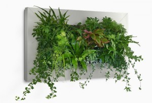benefits of a green living wall