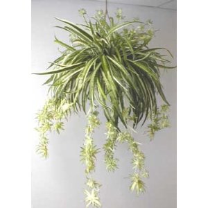 best office plants spider plant