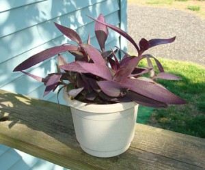 best office plants - purple heart plant
