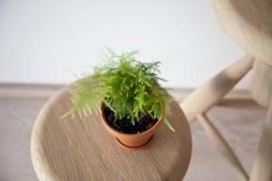 best office plants - asparagus fern