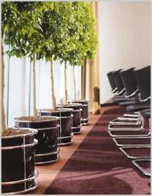 five trees in a corporate office