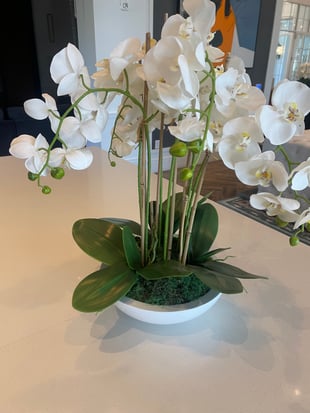 Maintaining plants int he office