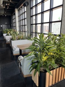 Indoor plants done by Natura 
