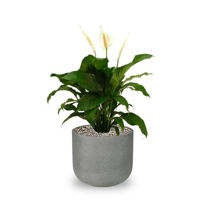 Peace Lily (Spathiphyllum)