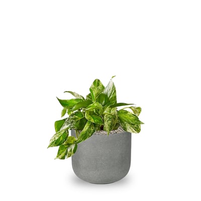 Pothos (Epipremnum aureum)