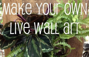 green living wall diy pinterest