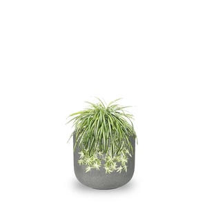 Spider Plant (Chlorophytum comosum)