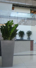 Three vases with the plant inside in the office area.