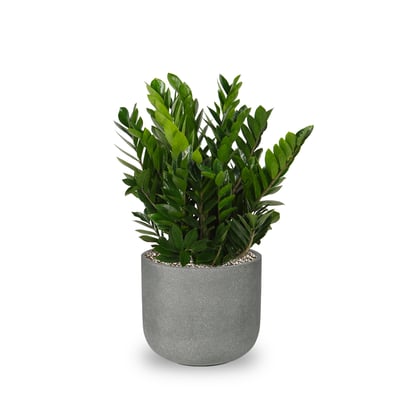 ZZ-Plant