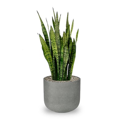 Snake-Plant