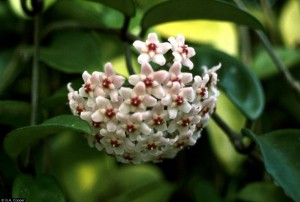  office plants - hoya carnosa