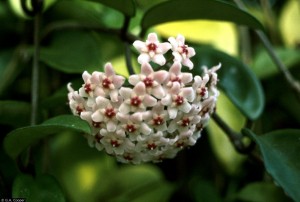 best office plants - hoya carnosa