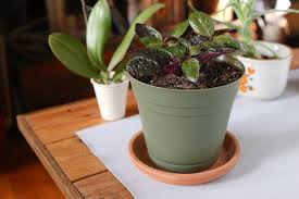 purple waffle plant - best office plants