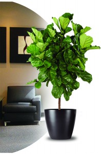 plants for the office - santonio interior plant service