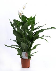 best office plants peace lilies