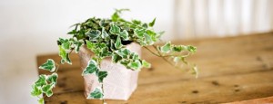english ivy plant - best office plants