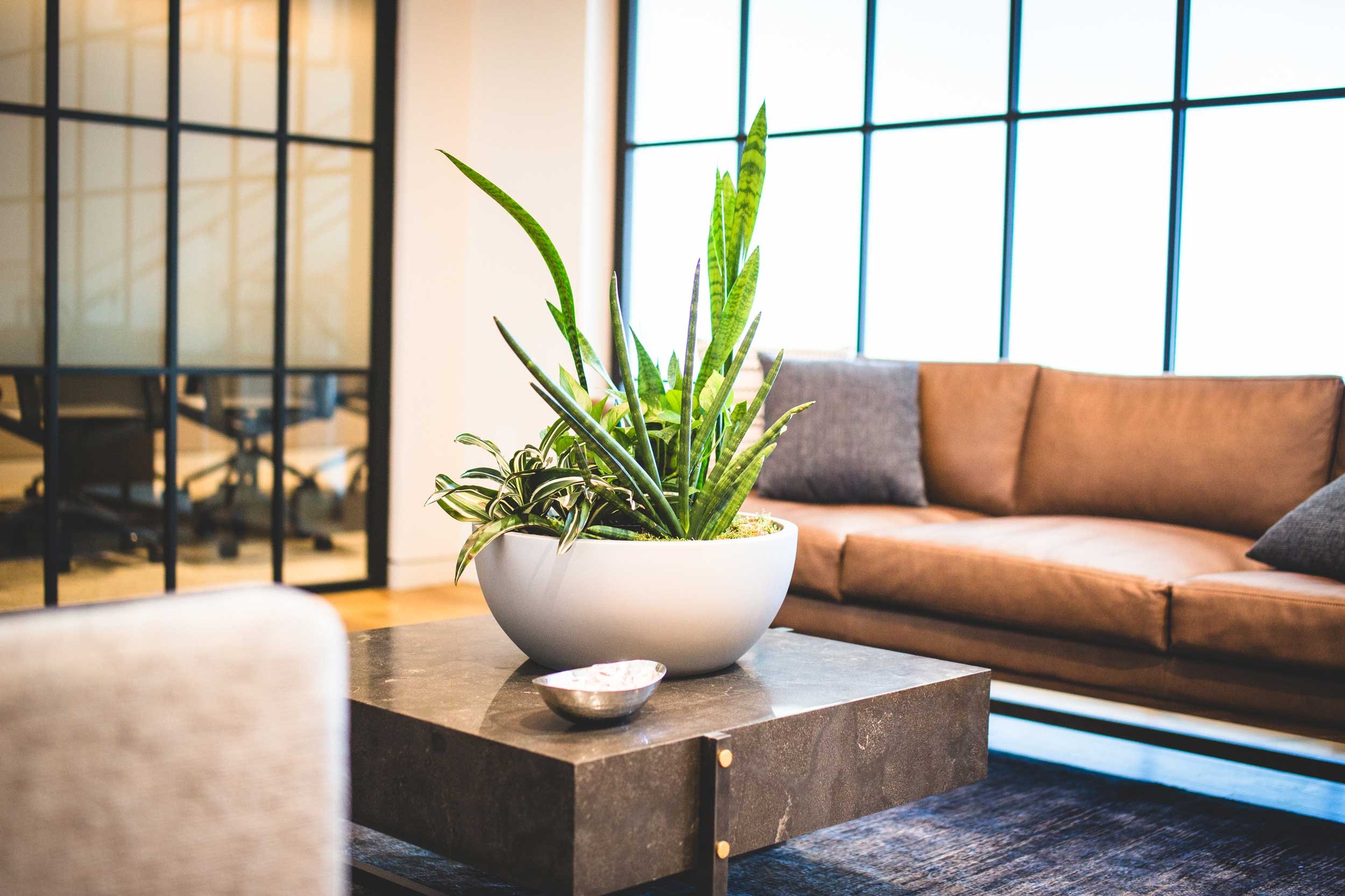 Maximizing ROI with Live Office Plants: A Business Case