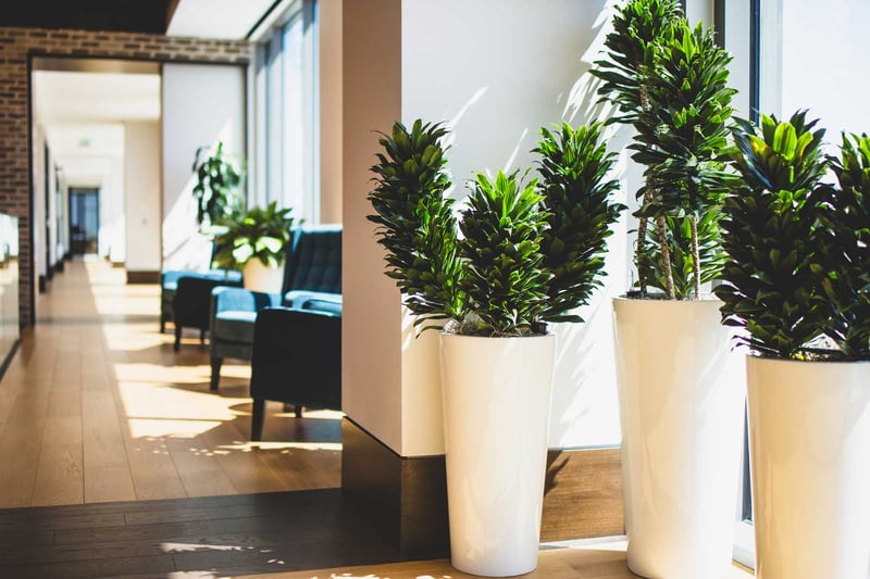 Image showcasing Rejuvenate Your Office Space with Indoor Plant Design | Natura®