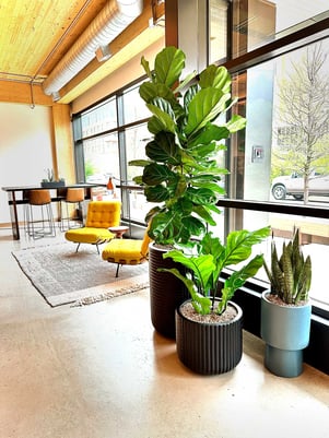 three indoor office plants with Natura-Pon 