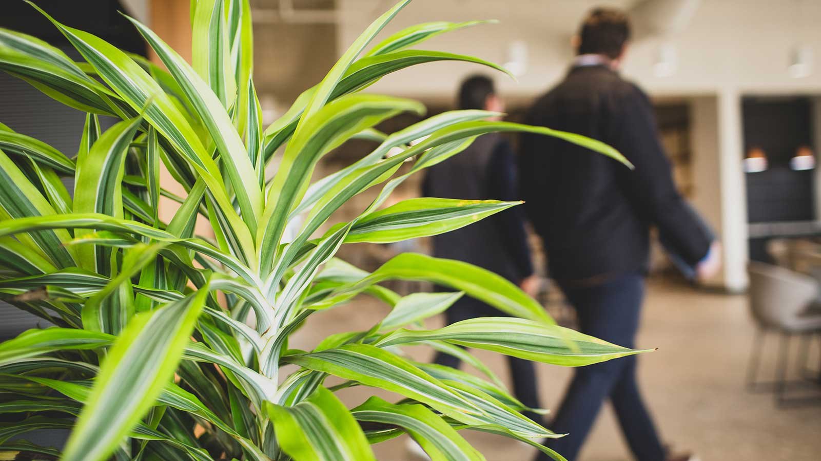 expert interior landscaping for your business