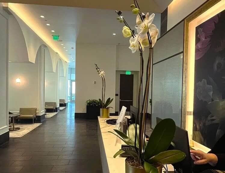 Small Office plants for employee well being
