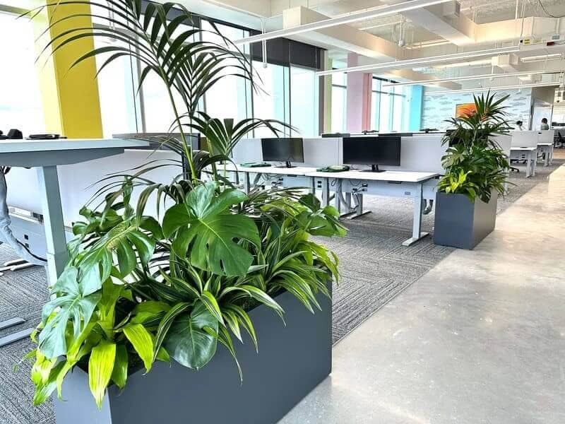Plants reducing office noise