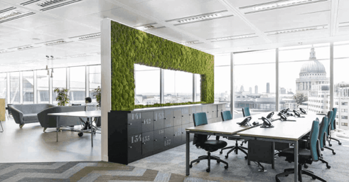 privacy created by office plants 