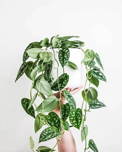 Scindapsus Argyraeus plant in a white vase being held by a person