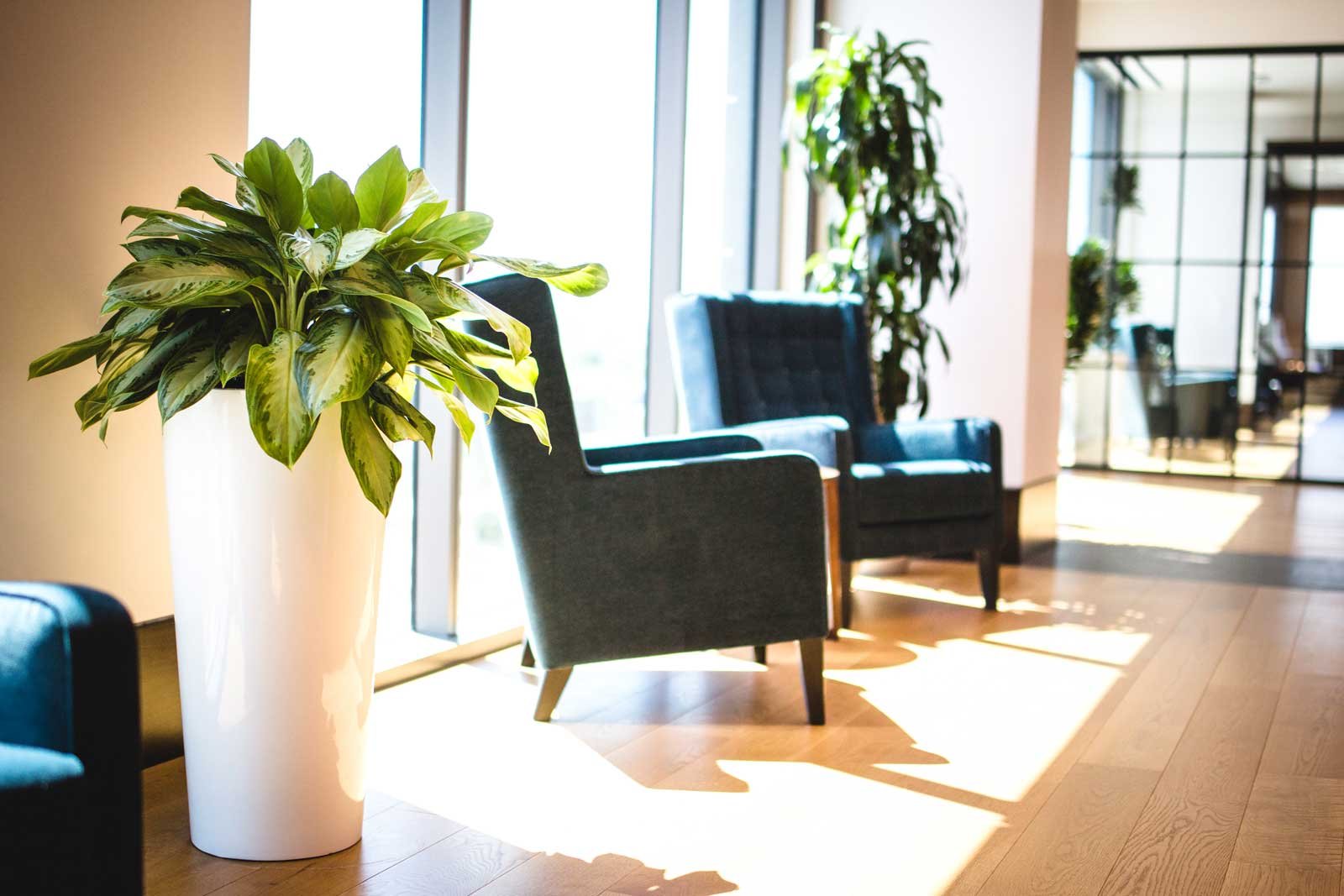 The Power of Plant Placement in your Office Space