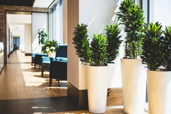 white pots with indoor plants in a passage