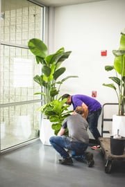 two people installing indoor plants