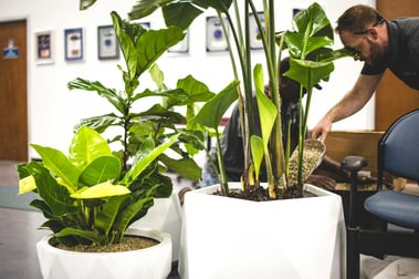 Man maintaining plants