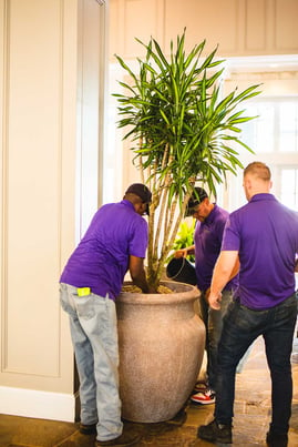 Three people services the indoor office plants