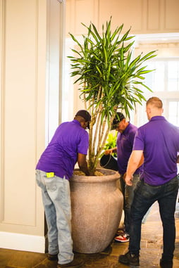 Natura doing plant care for office plants