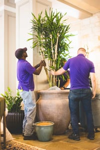 Horticultural technician installing a large plant in a stone container