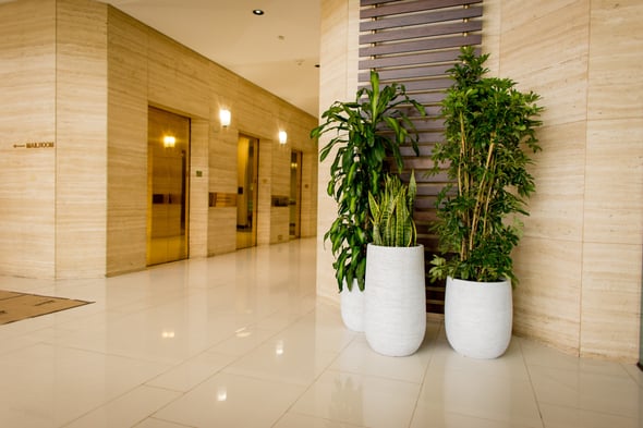 Top indoor plants for office space in Sarasota