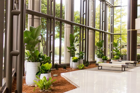 Plants displayed in front of the window